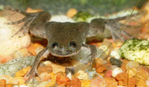 FAQs About African Dwarf Frogs in General 2